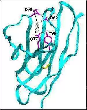 Contribution of Celiac Disease Autoantibodies to the Disease Process  