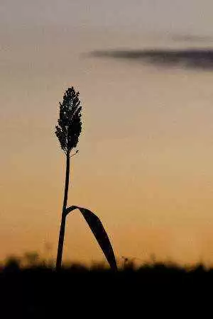 Research with Sorghum Could Yield Better Gluten-Free Food