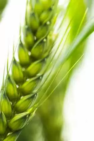 Non-Celiac Wheat Sensitivity: It Exists