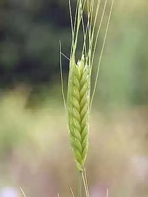 Ancient Wheat Strains Trigger Adverse Reactions in People with Celiac Disease - Photo: Wikimedia Commons SA3.0