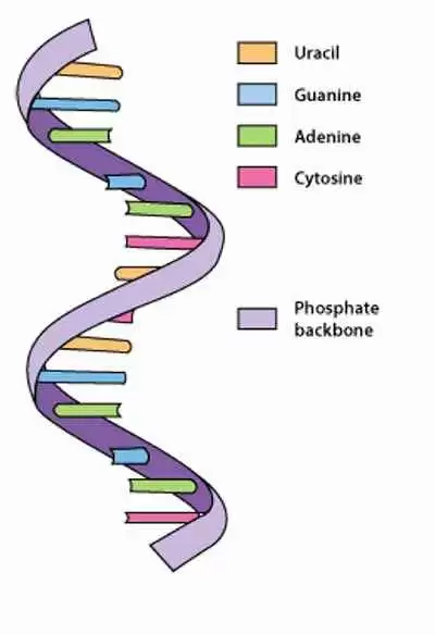 Does a Long Noncoding RNA Influence Susceptibility to Celiac Disease? - Image: CC--AndreaLaurel