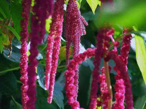 Amaranth and Quinoa: Pseudo-cereal Super Foods - Image: CC--naturalflow