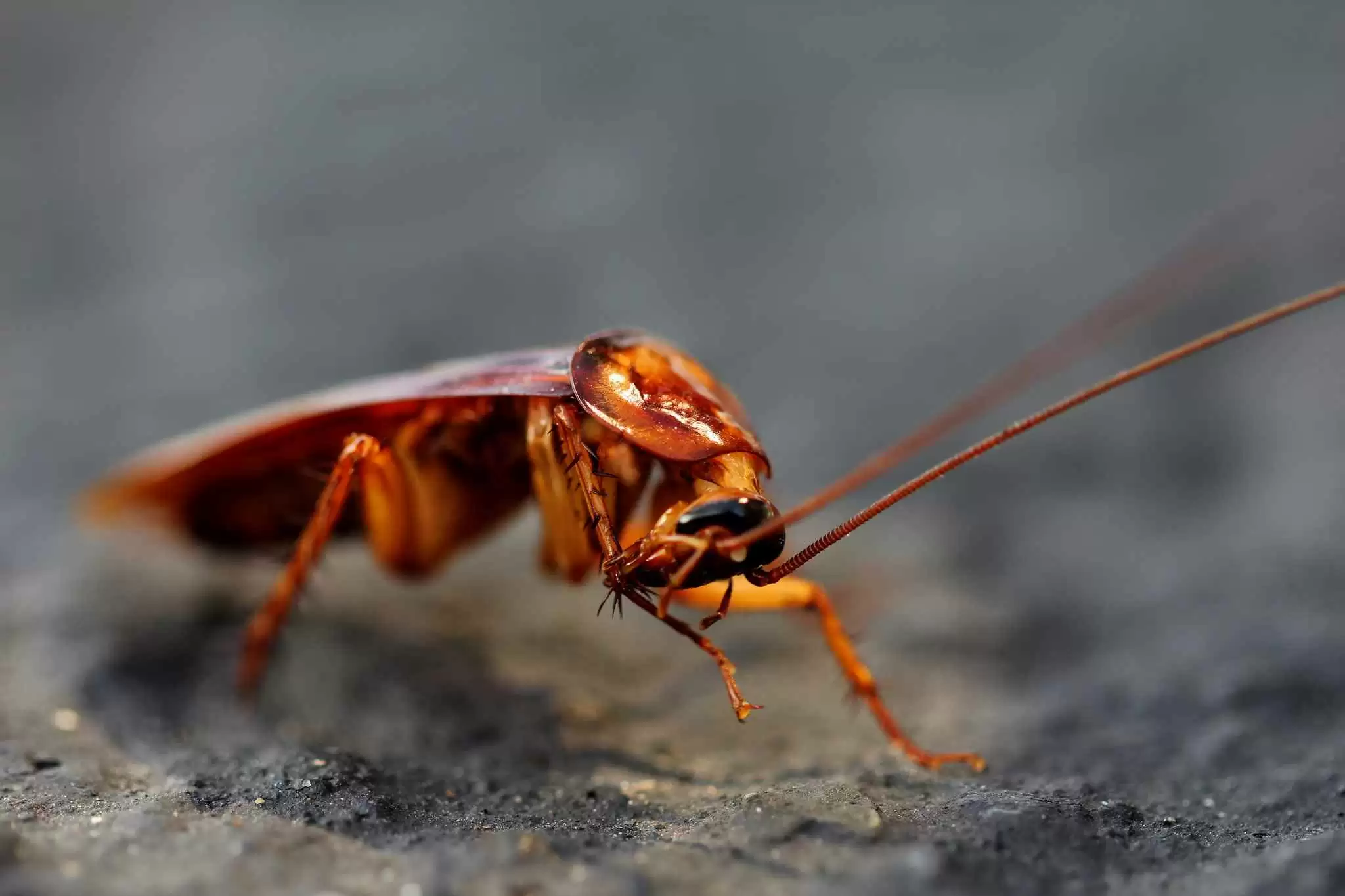 Are Cockroaches the Key to Gluten-free Bread Nirvana?