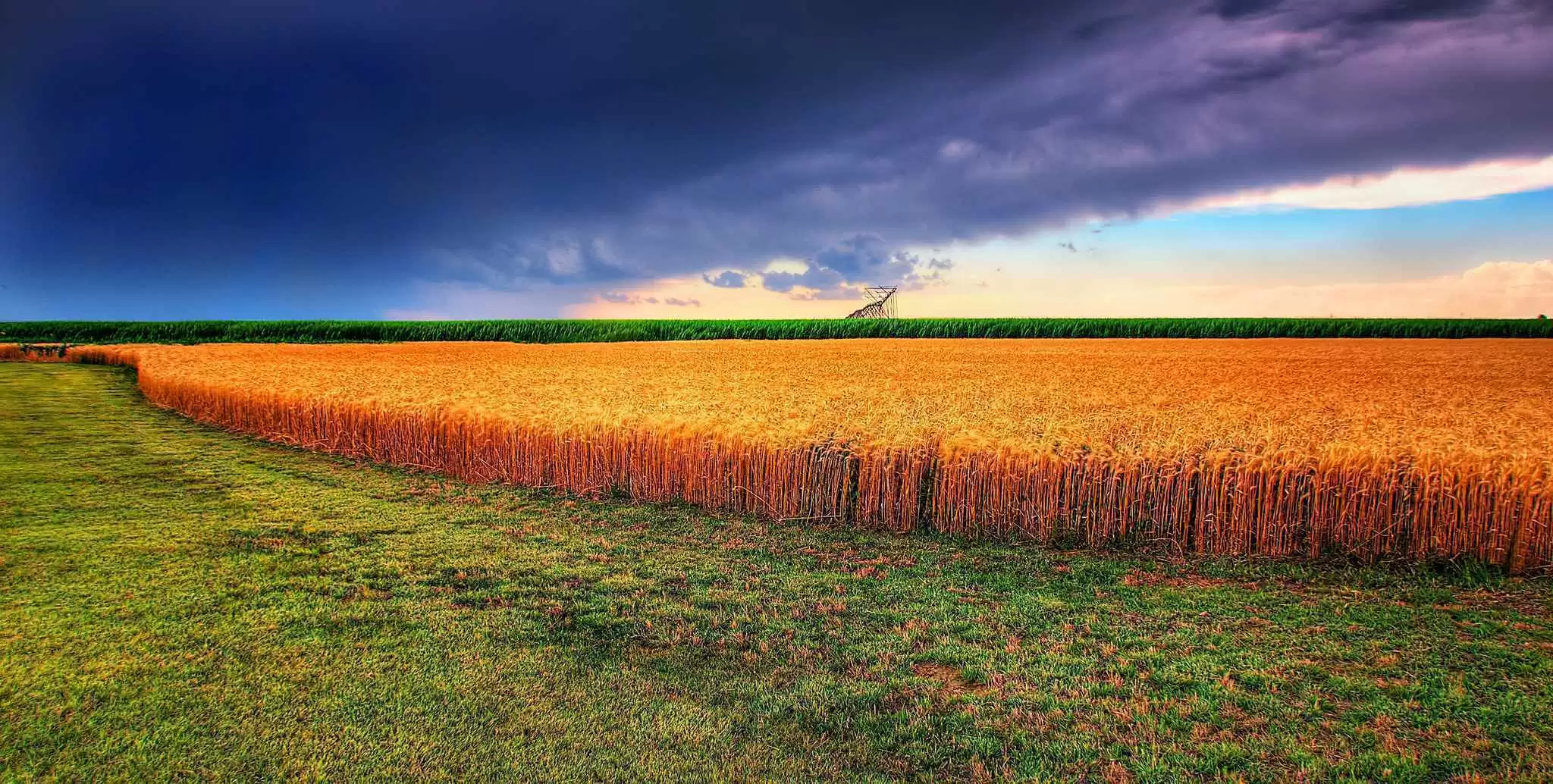 Are Celiac-safe Wheat Crops the Wave of the Future? - A field of wheat awaits harvest in Kansas. Photo: CC--James Watkins