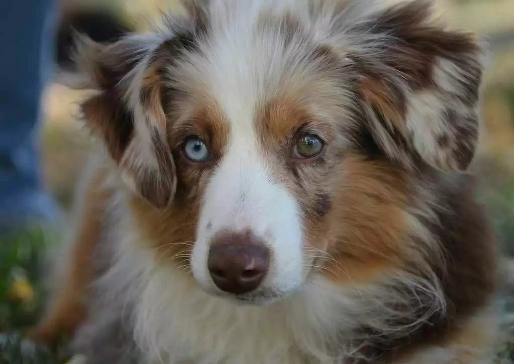 Can Gluten-Sniffing Dogs Help People with Celiac Disease? - Zeus, an Australian Shepherd like the one pictured here, has learned to warn its owner if food contains gluten. Photo: CC--Paul Schadler