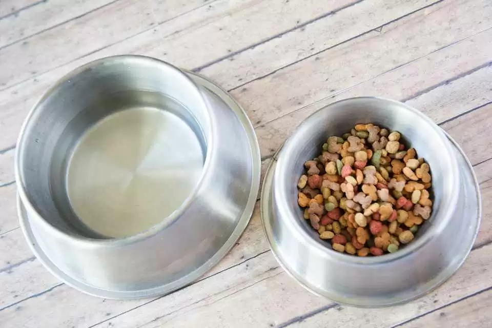 Is the Global Gluten-free Pet Food Market Set to Explode?