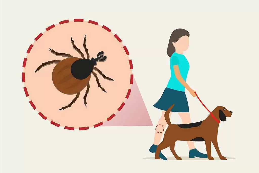 Can Tick-Related Lyme Disease Increase the Risk of Celiac Disease?