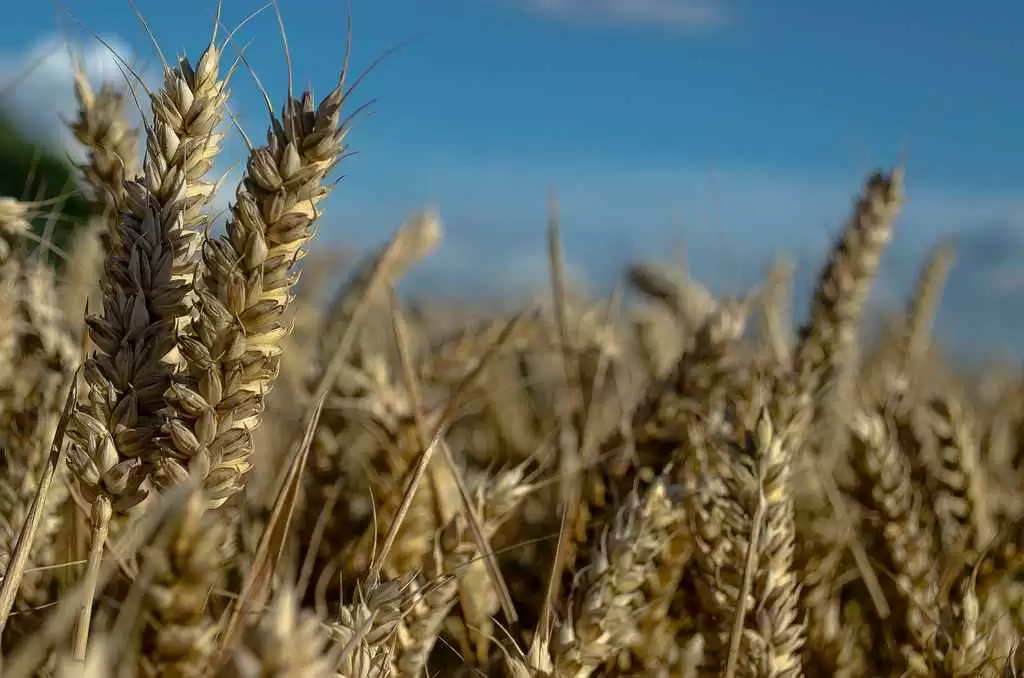 Can Scientists Find Acceptance for GMO Gluten-Free Wheat?