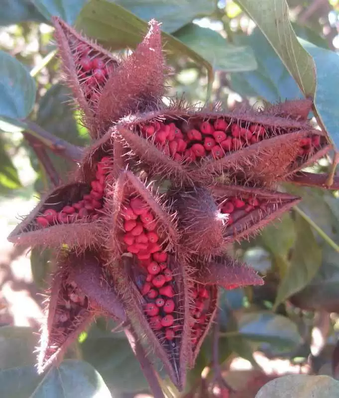 Is Annatto Color Safe for People with Celiac Disease? - Annatto color is derived from the seeds of the Achiote. Photo: CC--Ton Rulkens