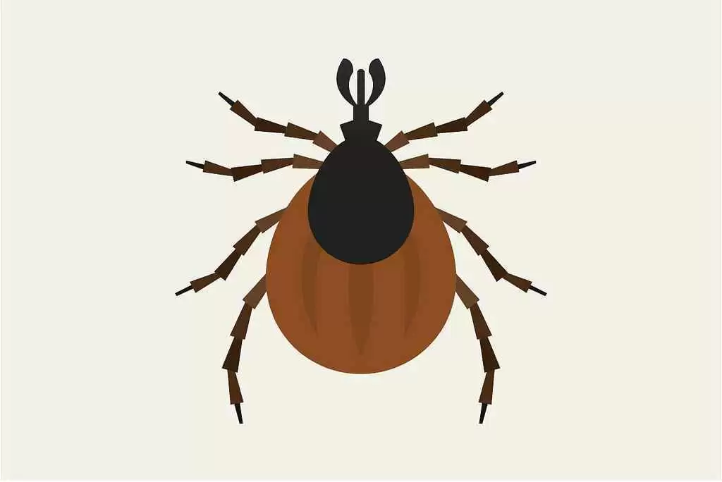 Can Celiac Patients with Splenic Dysfunction Develop Severe Babesiosis? - Image: CC--Insight Pest