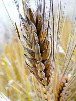 Is Gluten-free Wheat the Holy Grail of Grain Research?