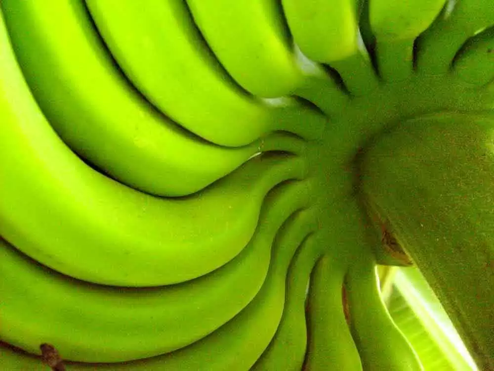 Green Banana Flour Could Be the Key to a Healthier Gluten-Free Future