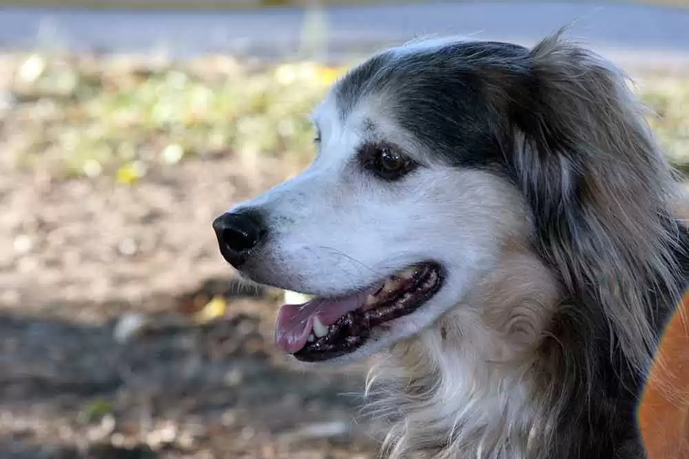 What’s the Deal with Gluten Sniffing Dogs? - Image: CC--David Kessler