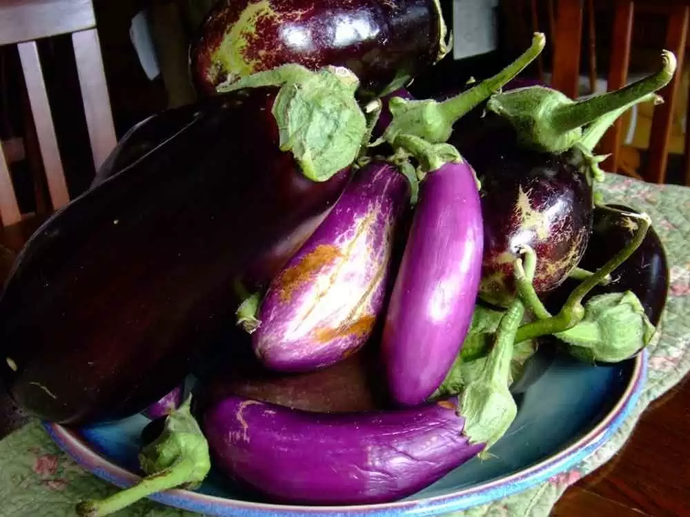 All About Eggplant - Image: CC--Jeff Peterson