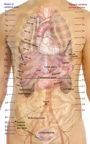 Prevalence and Causes of Abnormal Liver Function in Patients with Celiac Disease