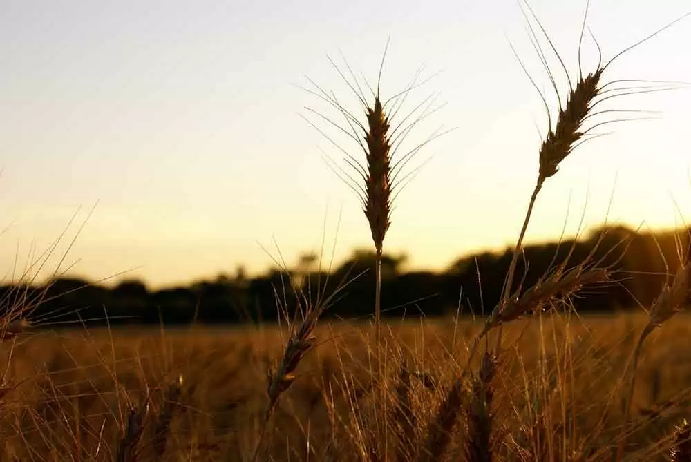 First Fully Annotated Reference Genome of Bread Wheat Sparks Chain of Discovery