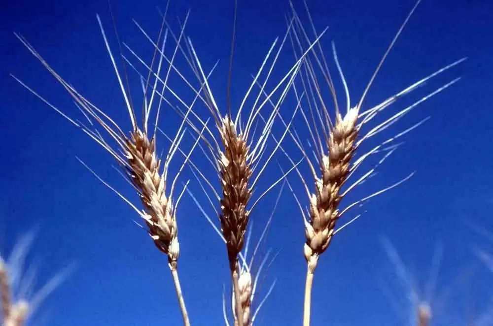 New Low-gliadin Wheat Acceptable to People with Gluten Sensitivity and also Shows Potential Beneficial Effects on the Gut Microbiome, Compared with a Gluten-free Diet - Image: CC--USDA NRCS Montana