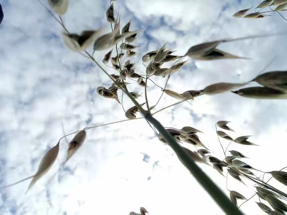 Man Grows Gluten-Free Oat Business from Seeds of FFA Project - Image: CC--sebilden