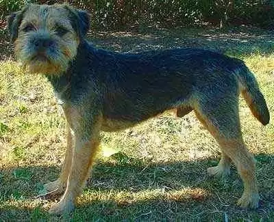 Gluten Sensitivity Triggers Epileptoid Cramping Syndrome in Border Terriers - A Border Terrier. Photo: Wikimedia Commona