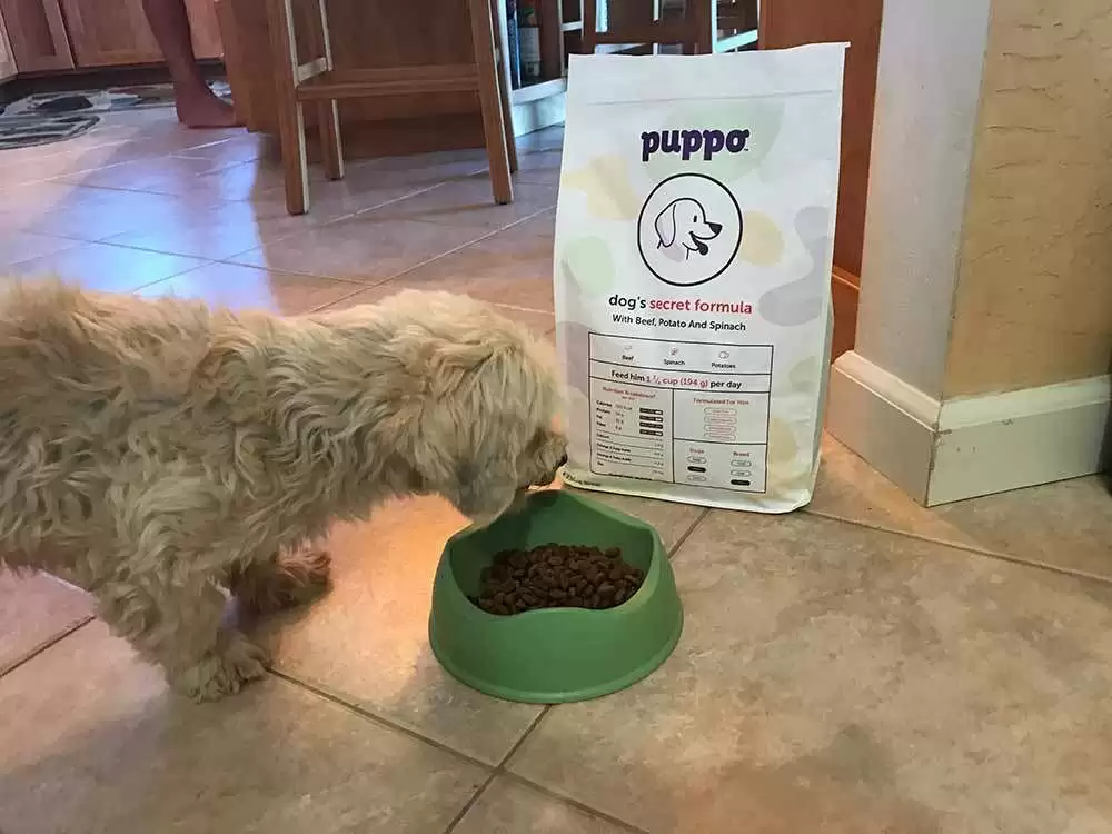 Puppo Gluten-Free Dog Food: A Product Review - Albee loved Puppo!