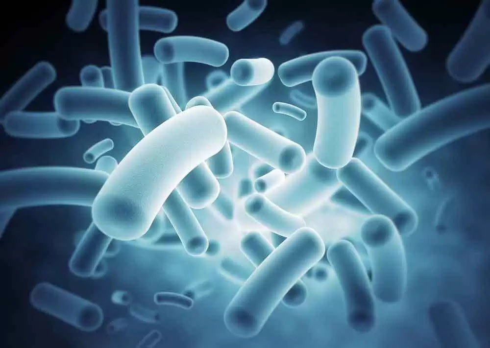 Genetic Risk for Autoimmune Disease Tied to Gut Microbiome