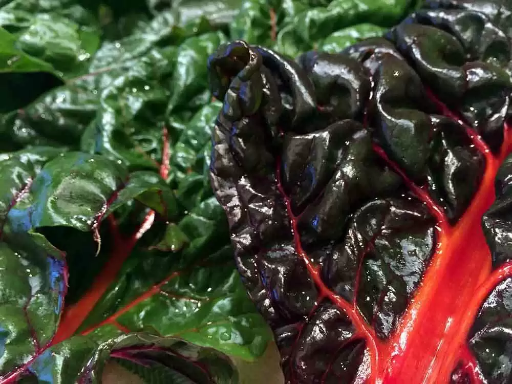 Going Green - Swiss chard. Image: CC BY-SA 2.0--BierDoctor