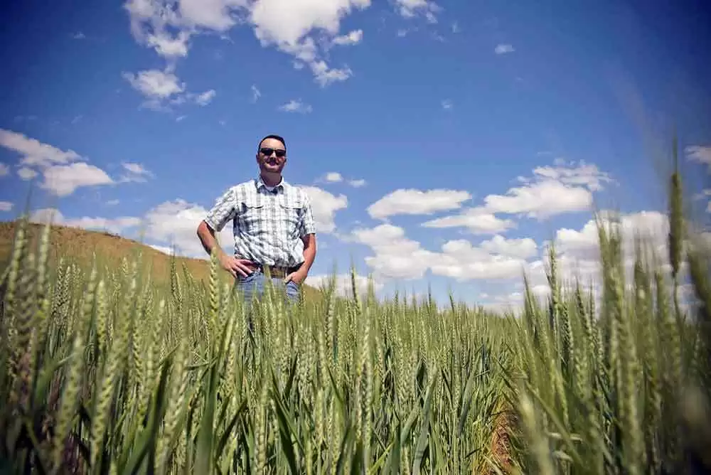 U.S. Wheat Acreage Plummets to 110 Year Low