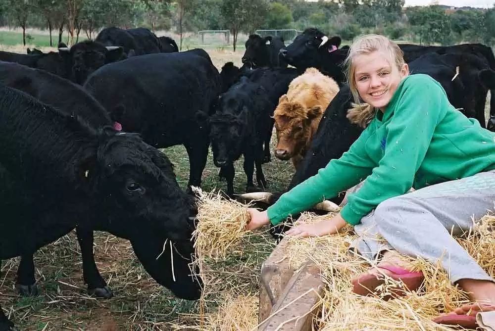 Study Shows Grain-Fed Beef is Naturally Gluten-Free - Image: CC BY 2.0--Spencers Brook Farm