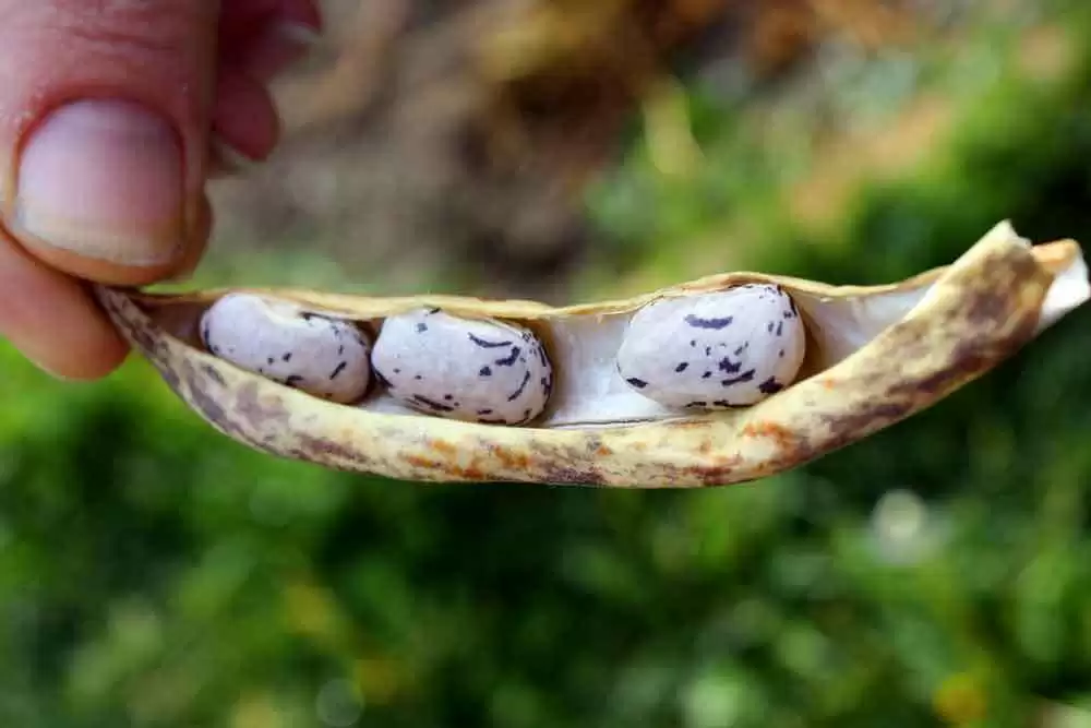 Fiber and Celiac Disease - Dragon's tongue beans. Image: CC BY-ND 2.0--TinyTall