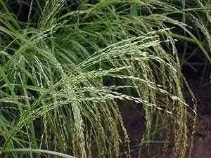 Teff, Ethiopia's Gluten-free Super Grain