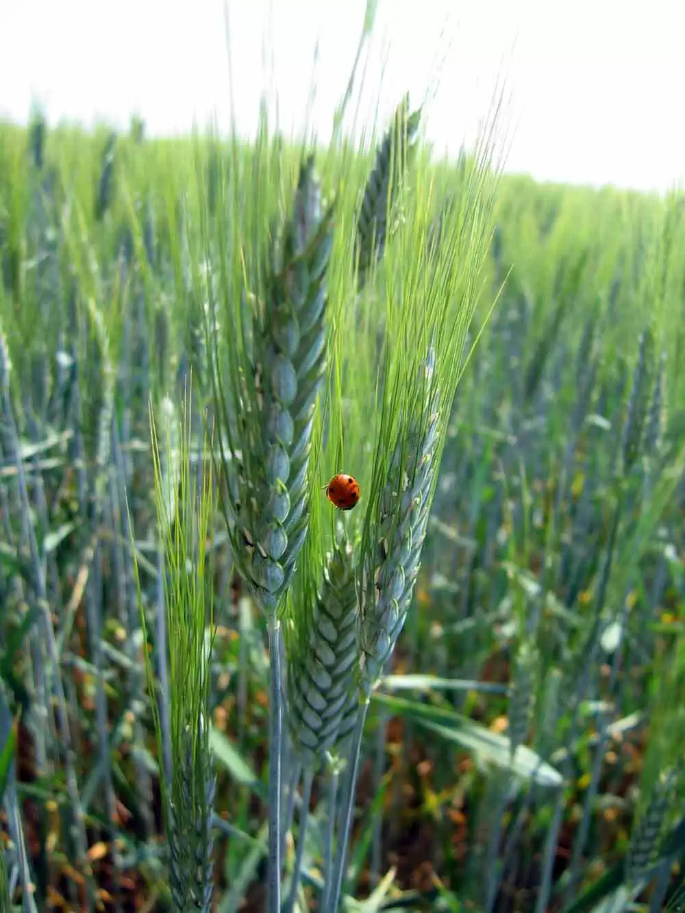 Durum Wheat Peptide Could Lead To Celiac Disease Treatment