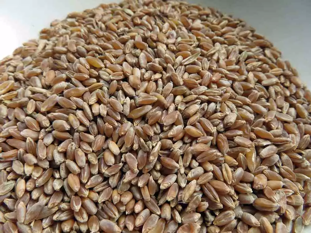 Peptide in Durum Wheat May Protect Against Effects of Celiac Disease