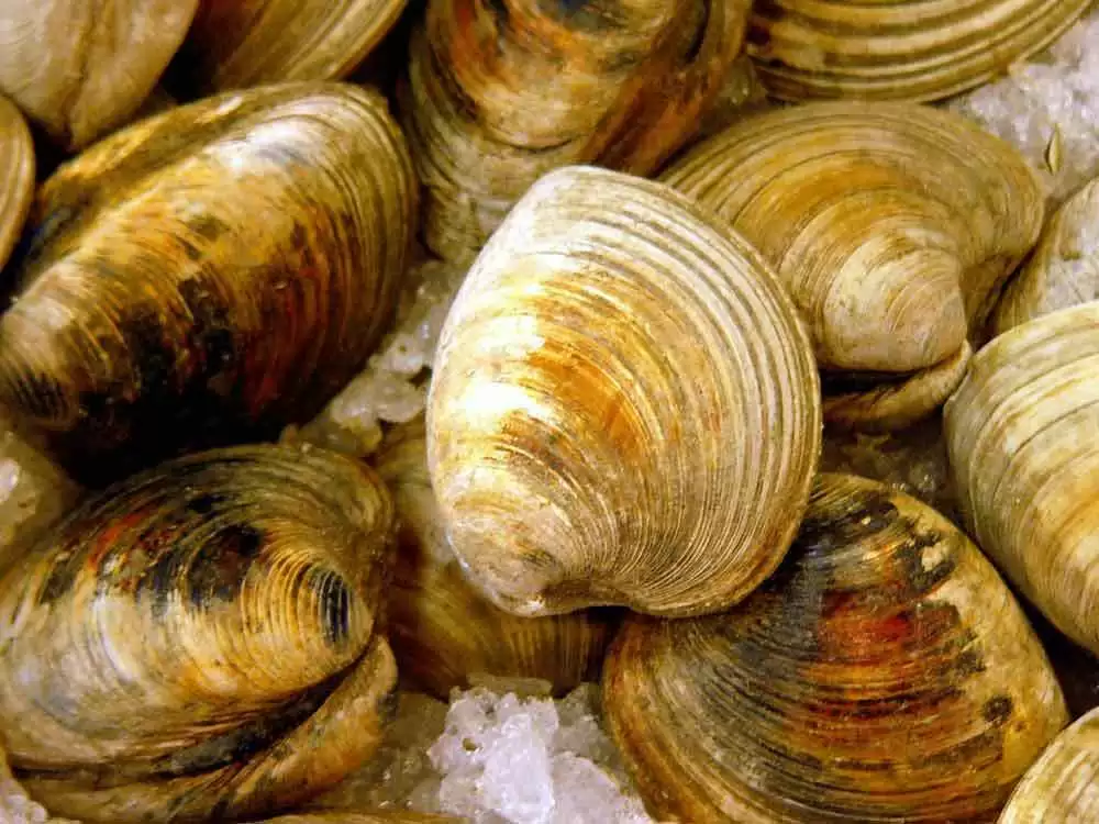 More information about "Clams with Spicy Tomato Broth and Garlic Mayo (Gluten-Free)"