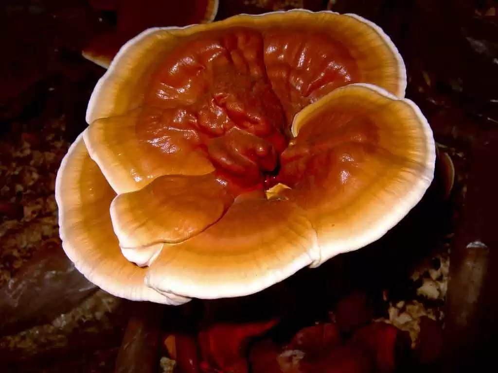 After My Celiac Disease Diagnosis, I Turned to Reishi Mushrooms for Relief - A reishi mushroom. Image: CC BY 2.0--Wendell Smith