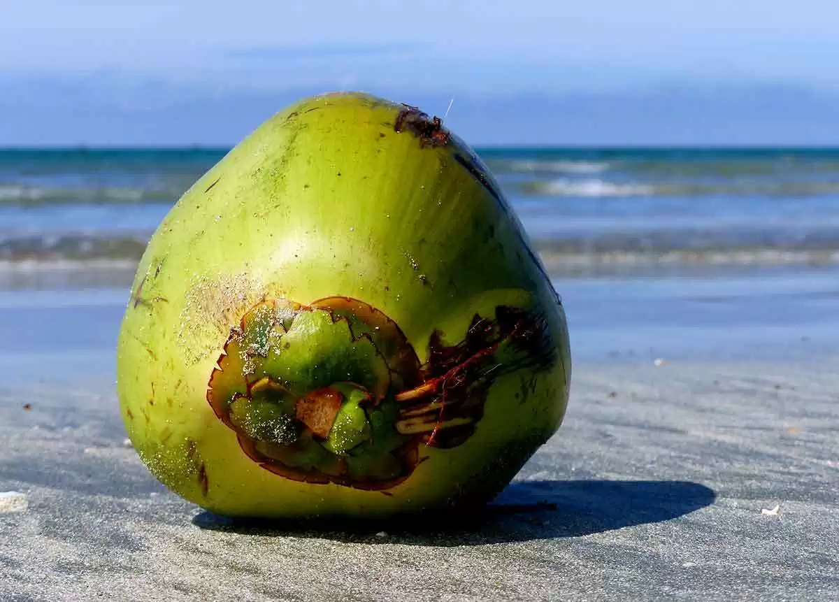 Is Coconut Water Gluten-Free?