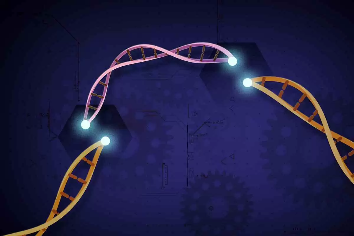 Can Gene Editing Make Wheat and Peanuts Less Allergenic?