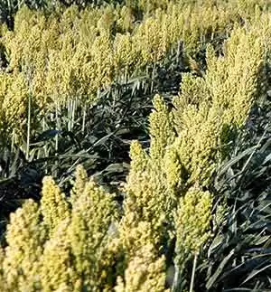 Are the New Sorghum Hybrids Safe for People with Celiac Disease?