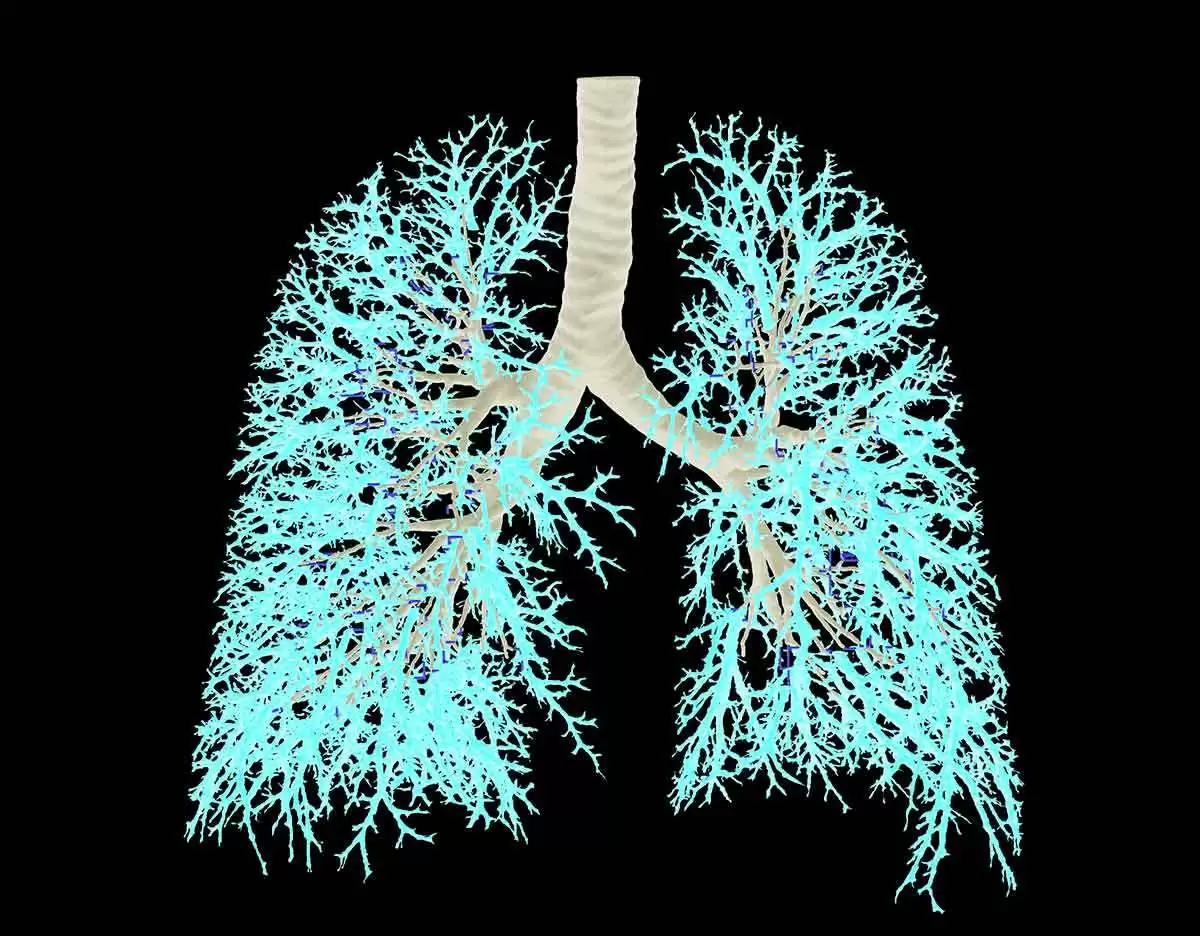 Gluten, Lung Function and Zonulin