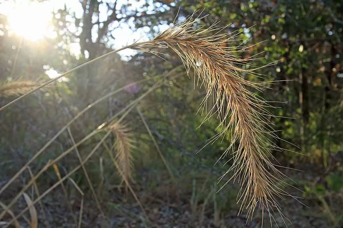 Aussies Look at Dangers of Ryegrass in Gluten-Free Grains - Ryegrass in the sun. Image: CC BY 2.0--Larry Smith2010