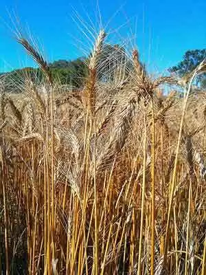 Gluten-free Wheat? Can New Wheat Hybrids Help Celiac Sufferers? - Photo: CC--mrpbps