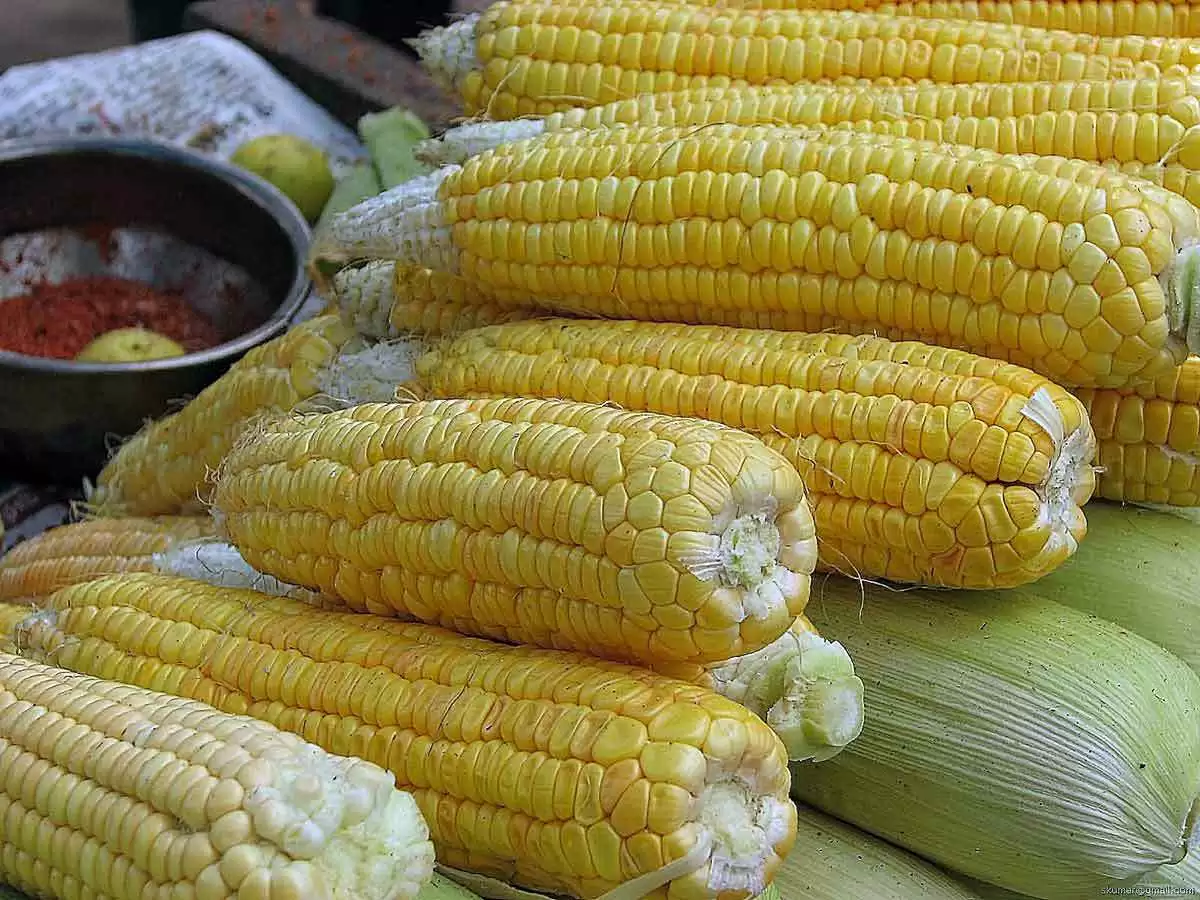 Summertime Corn Salad (Gluten-Free)