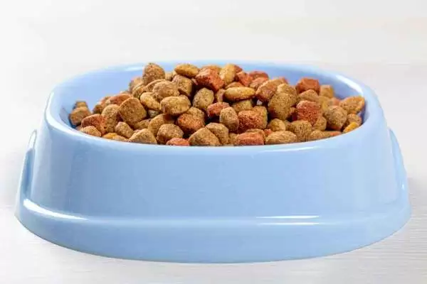 gluten in cat food