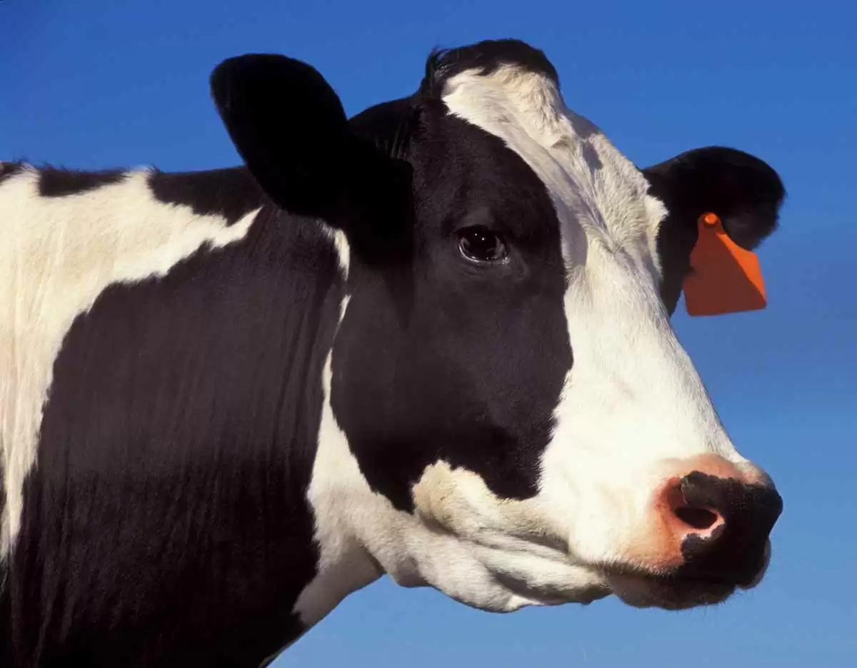 Mad Cows and Celiac Patients Share a Common Plight