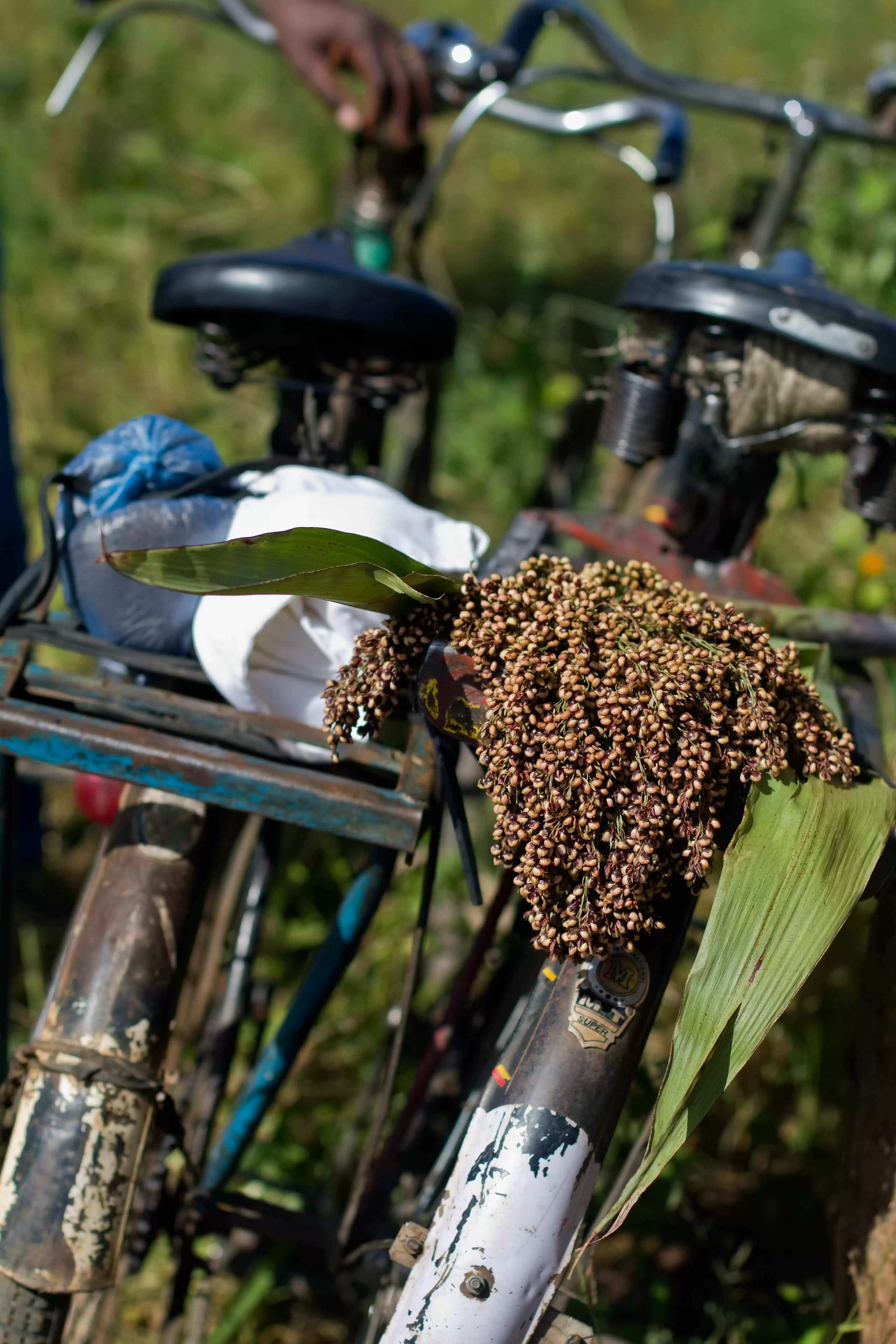 More information about "Sorghum Cookies: Good Choice for Gluten-Free Kids"