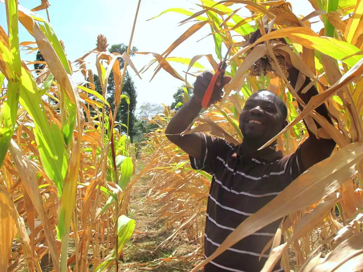 Can Indigenous African Grains Make More Nutritious Gluten-Free Crackers?