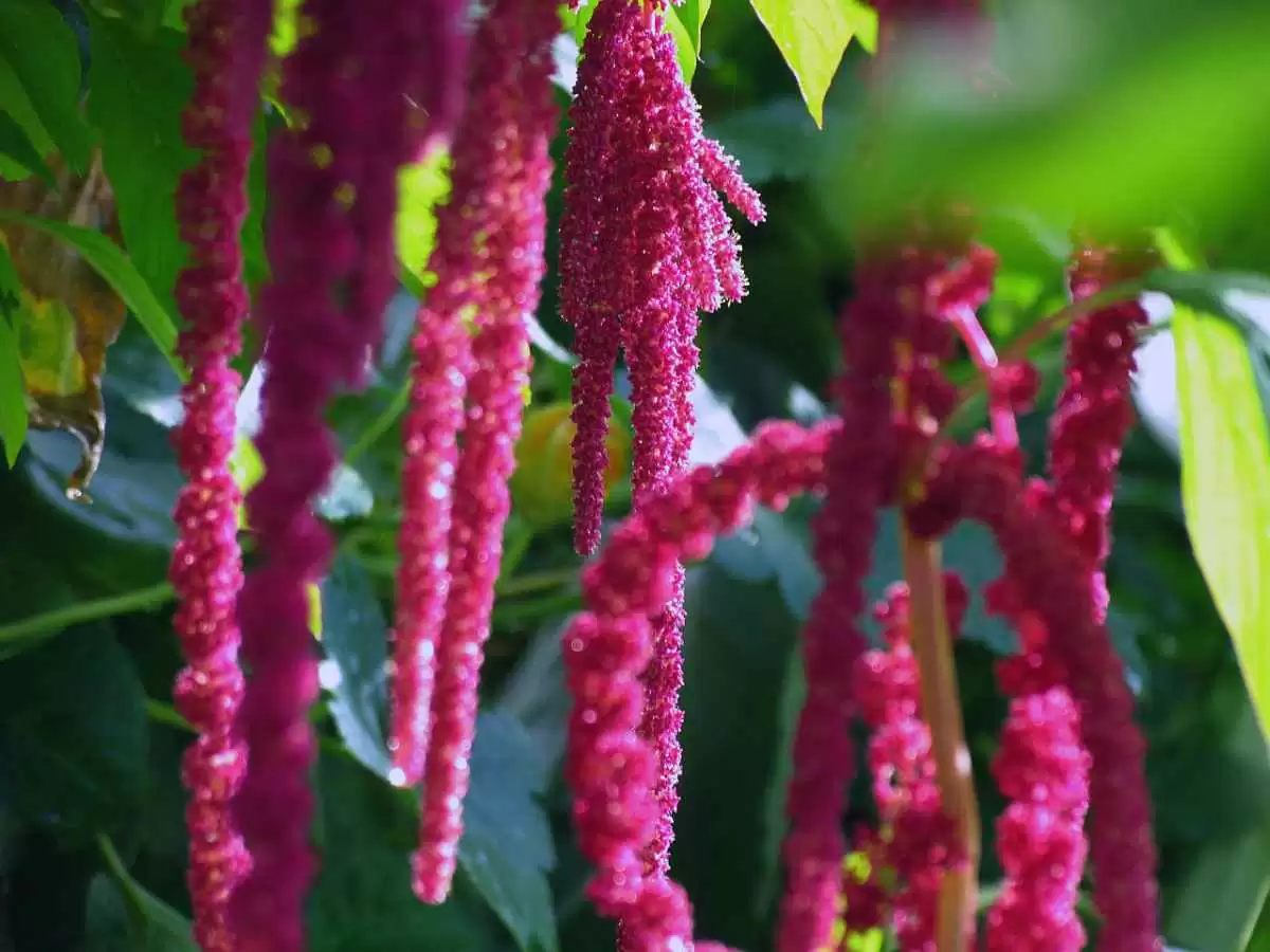 Bread Making with Alternative Flours - Amaranth. Image: CC BY-SA 2.0--naturalflow