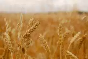 Researchers 'Very Close' to Developing Celiac-safe Wheat