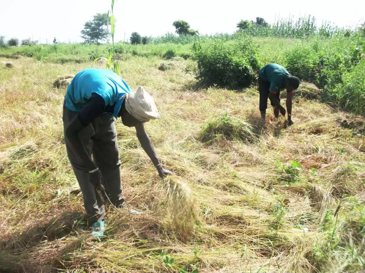 Entrepreneur Chef Turns Local Crops into Gluten-Free Pasta - African workers harvest fonio. Image: CC BY 2.0-- Toujours Passages