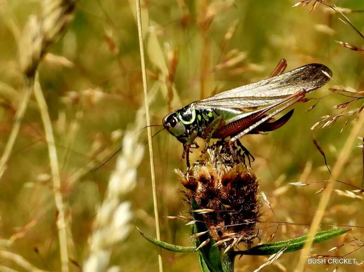 Technological Innovation, Bugs and New Ingredients are Key to Improving Gluten-free Bread and Baked Goods - Bush Cricket. Image: CC BY 2.0--pete. #hwcp