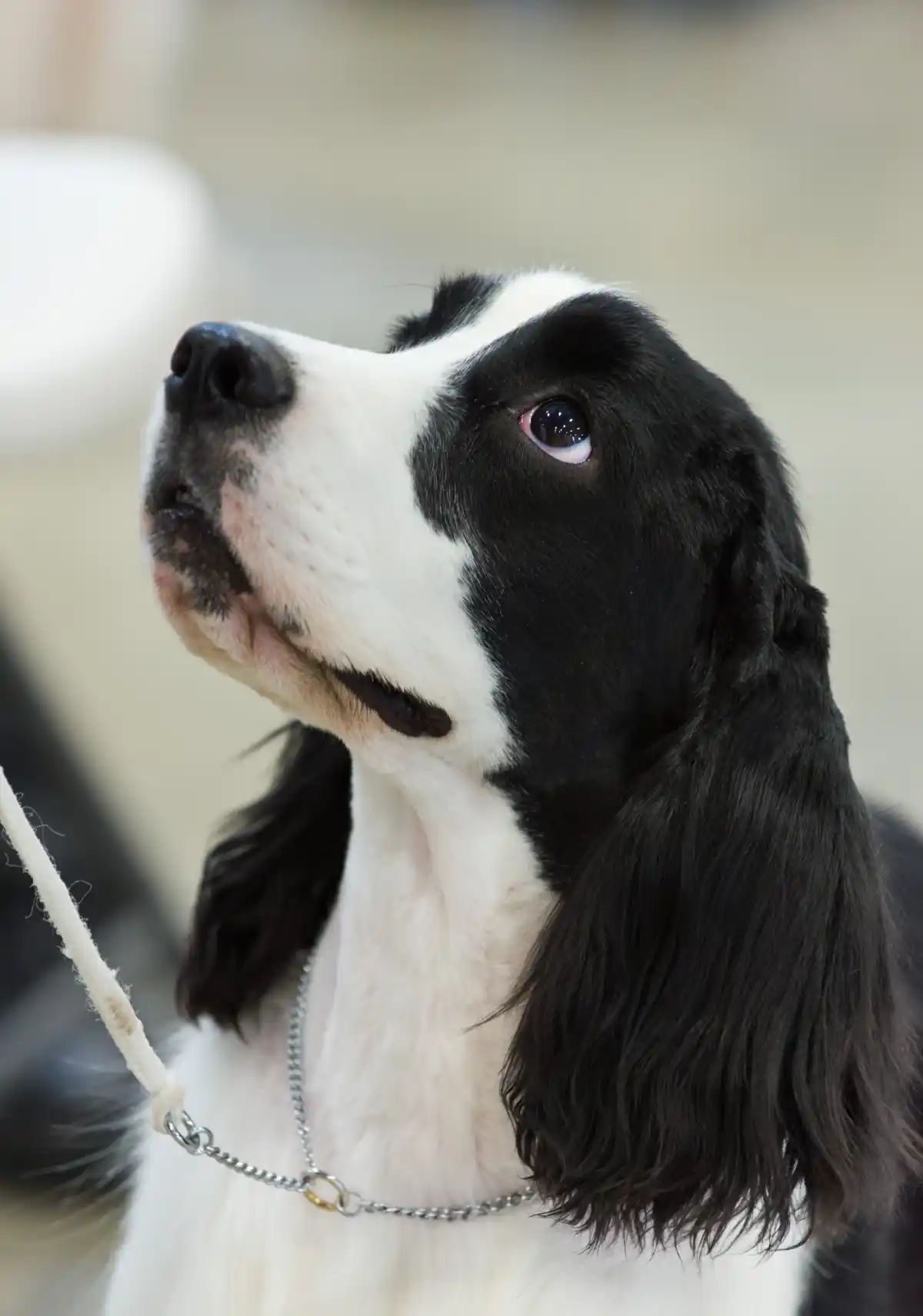 Internet Goes Nuts for Gluten-Sniffing Dog